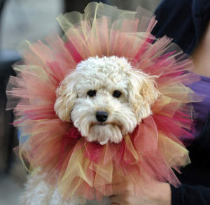 Goldendoodle Cheerleaders