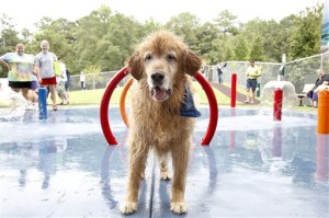 Pets Fantasy Dog Parks